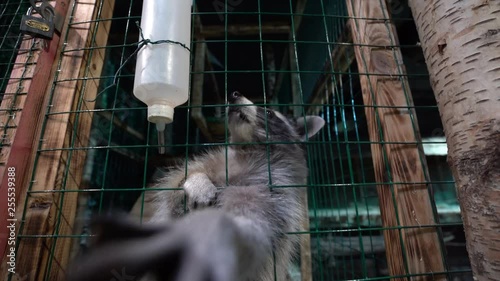 Raccoon / raccoon dog sitting in a cage / enclosure, stretches his paws to the camera, trying to reach the camera