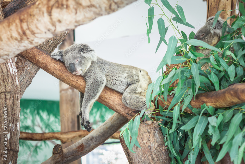 Fototapeta premium Australian Koala (Phascolarctos cinereus) sleeping in a eucaplytus gum tree