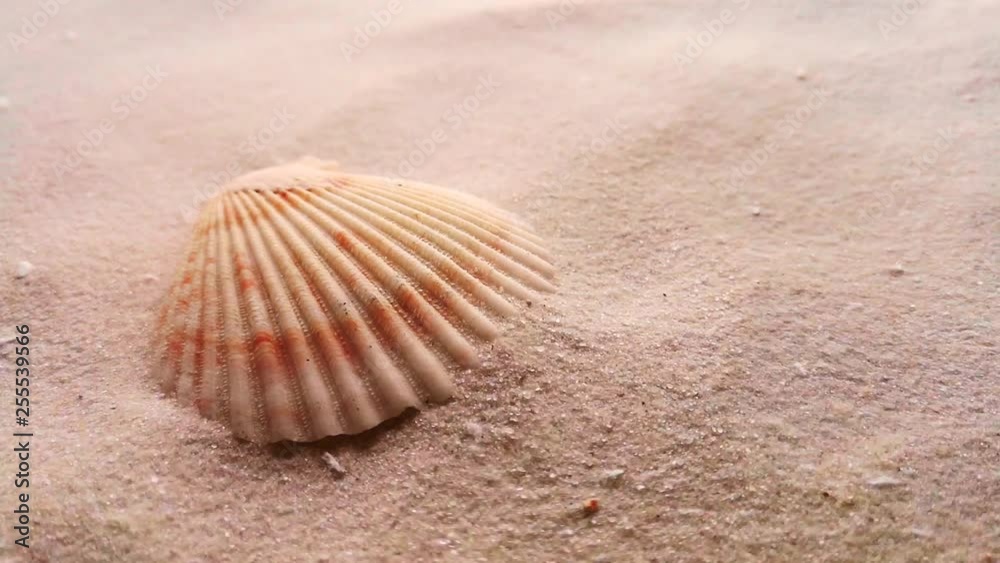 Beautiful shell on white sand beach, close up. Wind blowing on the sand. Beautiful shell on white sand beach, close up. Wind blowing on the sand.