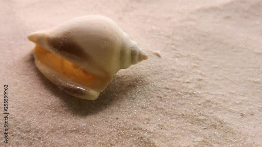 Beautiful shell on white sand beach, close up. Wind blowing on the sand. Beautiful shell on white sand beach, close up. Wind blowing on the sand.
