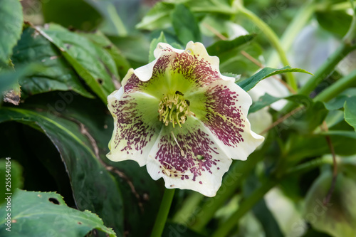 Lenten Rose Flower in Bloom in Winter