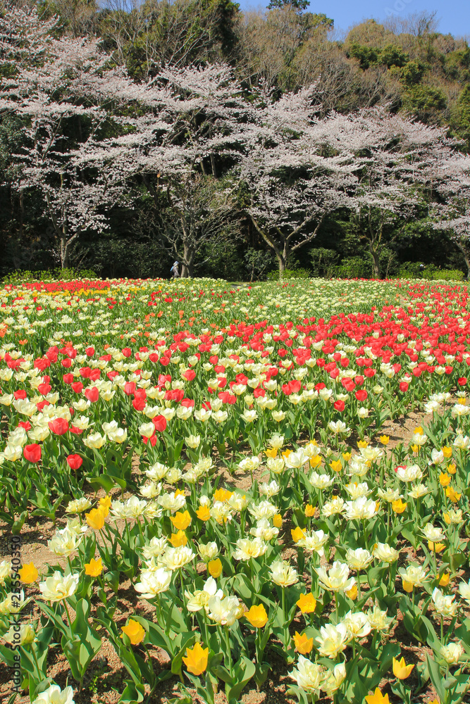 桜とチューリップ cherry blossoms and Tulip　静岡県浜松市