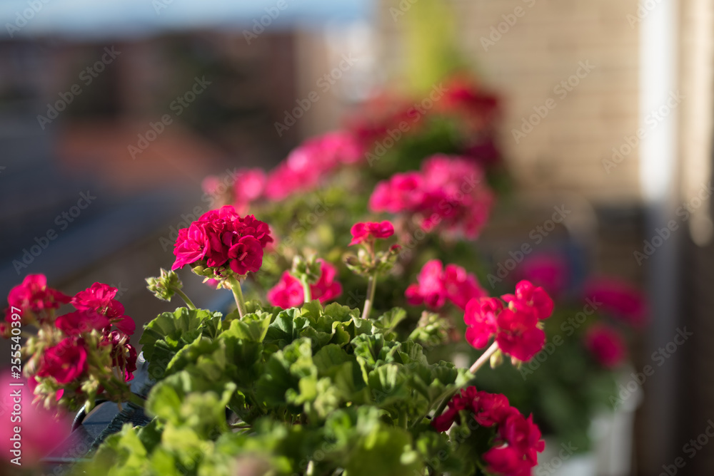 red and pink geraniums flowers on the terrace