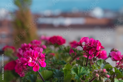Wallpaper Mural red and pink geraniums flowers on the terrace Torontodigital.ca