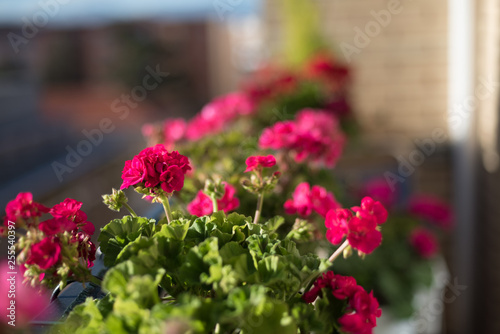 Fototapeta Naklejka Na Ścianę i Meble -  red and pink geraniums flowers on the terrace