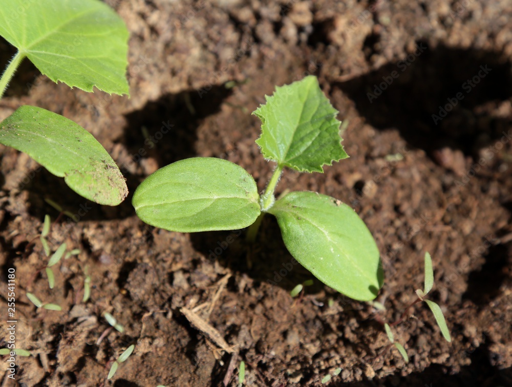 vegetable seedlings planted in the soil vegetable seedlings planted in the soil