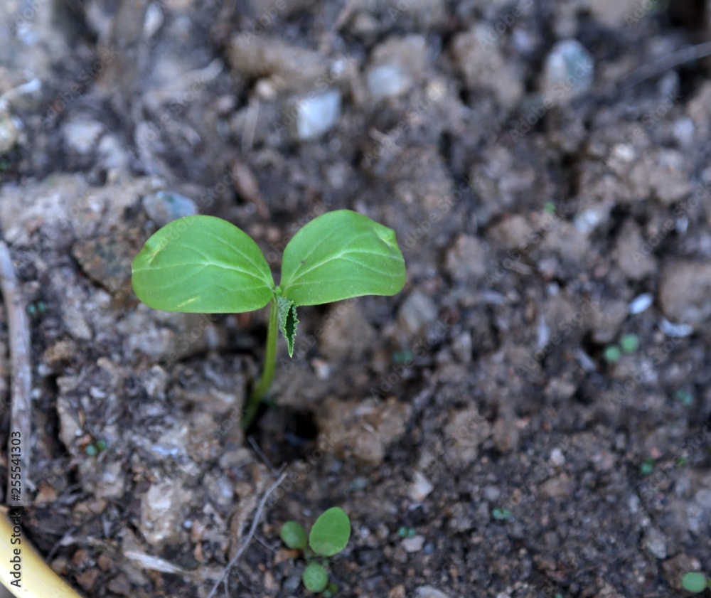 vegetable seedlings planted in the soil vegetable seedlings planted in the soil
