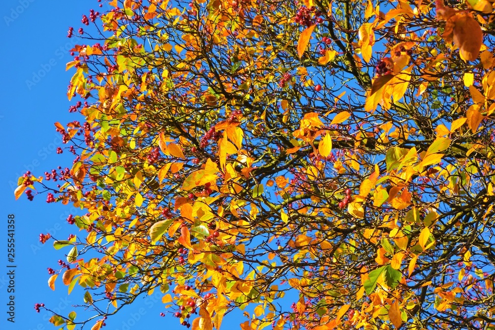autumn leaves background autumn leaves background