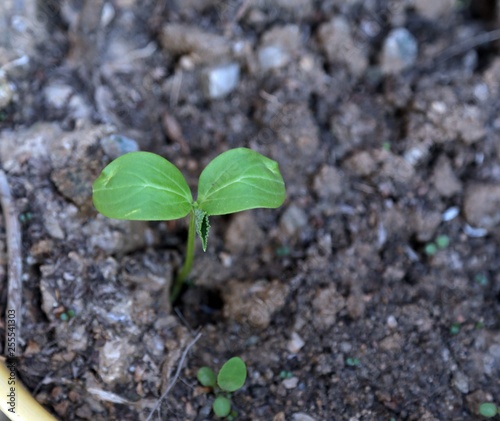 vegetable seedlings planted in the soil