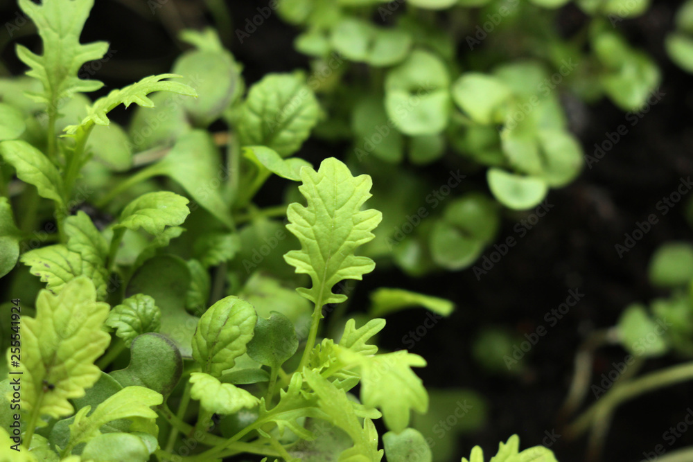 The green shoots of the seedlings emerge from the soil. Selective focus arugula The green shoots of the seedlings emerge from the soil. Selective focus arugula