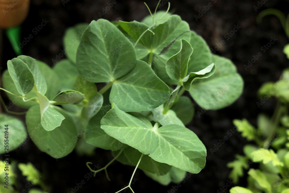 The green shoots of the seedlings emerge from the soil. Selective focus pea The green shoots of the seedlings emerge from the soil. Selective focus pea