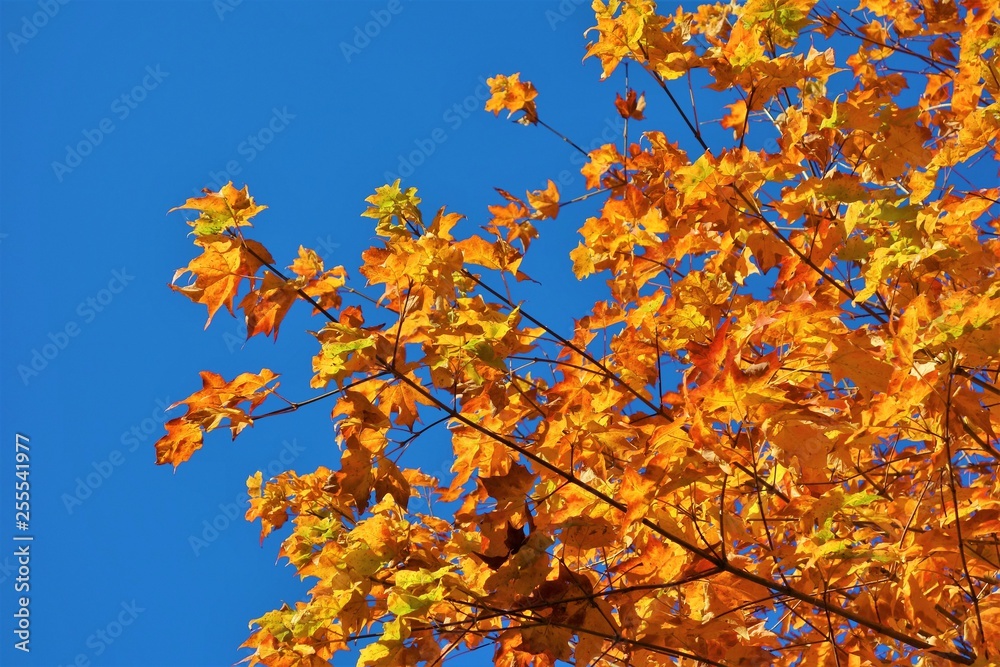 autumn leaves against blue sky autumn leaves against blue sky