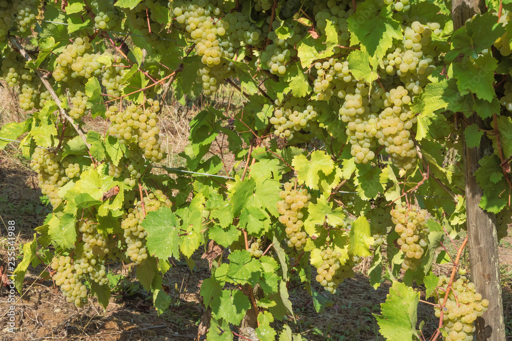 Bunches of grapes on vines at the border between Luxembourg and Germany Bunches of grapes on vines at the border between Luxembourg and Germany