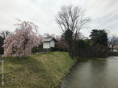 Sakura in the Park