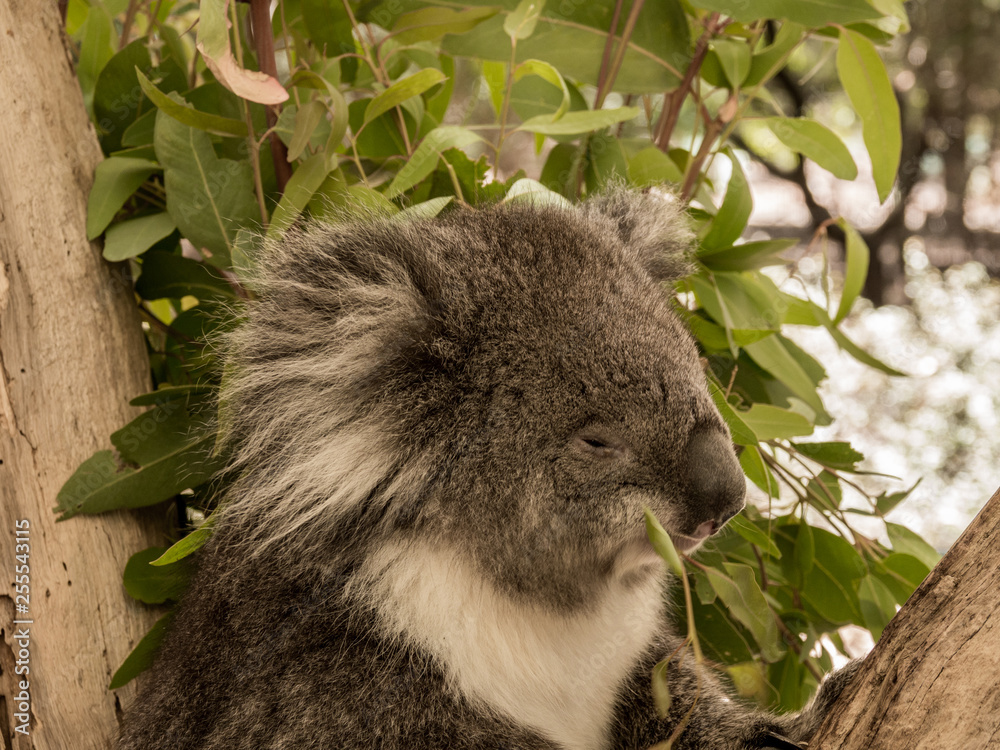 Obraz premium Koala Bear in eucalyptus branches at Cleland conservation park, Adelaid Hills, South Australia