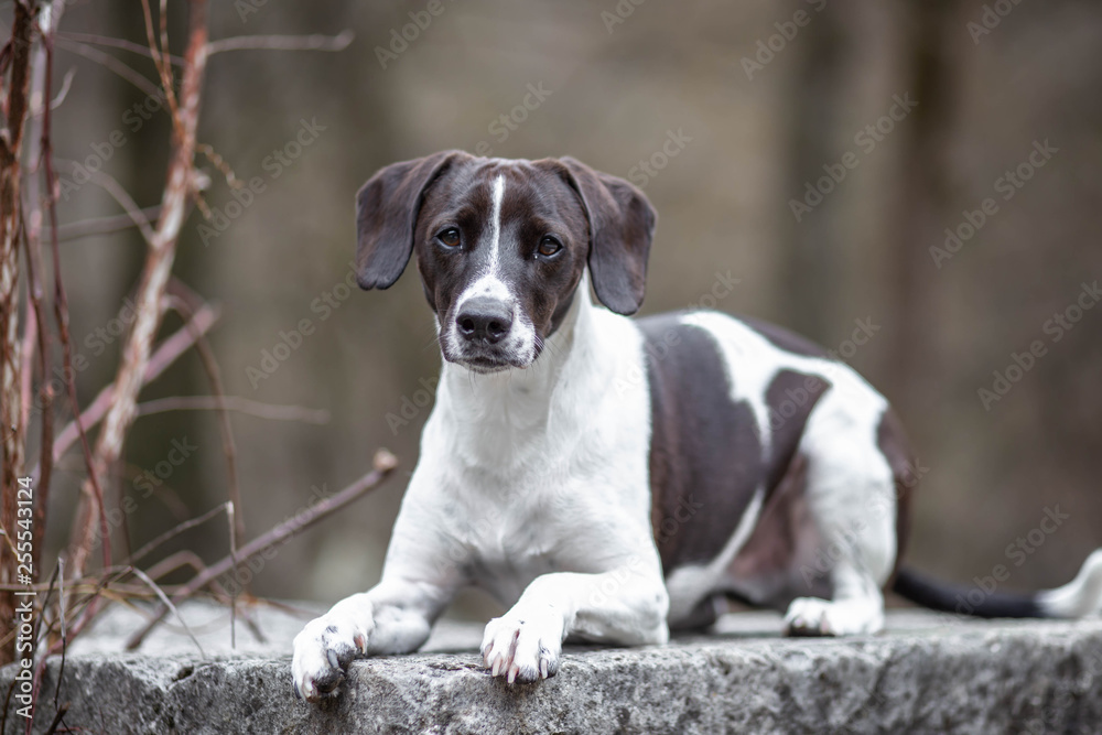 Beautiful dog portrait