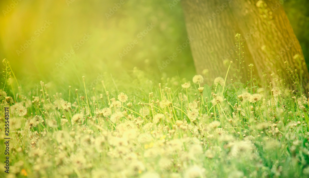 Bright spring natural background with blooming fluffy dandelions, outside nature, soft focus, partially blurred toned image with bokeh