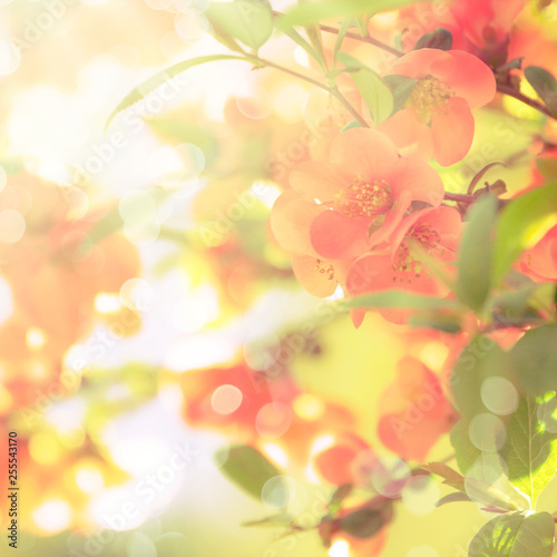 Fantastic spring or summer natural pink background with blooming Japanese quince  place for text  blurred coral toned image with bokeh