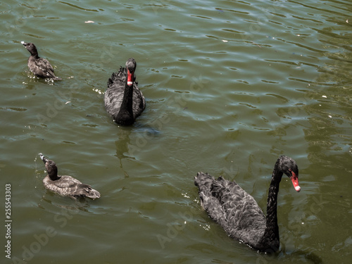 Black swans on lake at Cleland conservation park, Cleland, Adelaid hills, South Australia photo