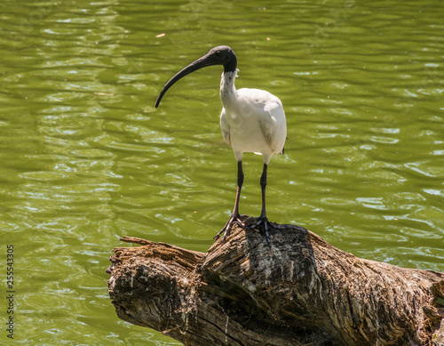 Ibis bird on lake at Cleland conservation park, Adelaid hills, south Australia