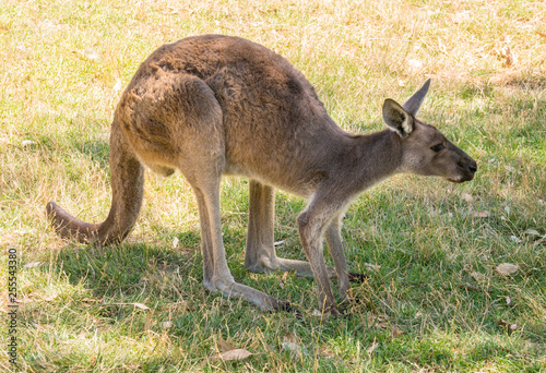 Australian Kangaroo at Cleland conservation park, Adelaid Hills, South Australia