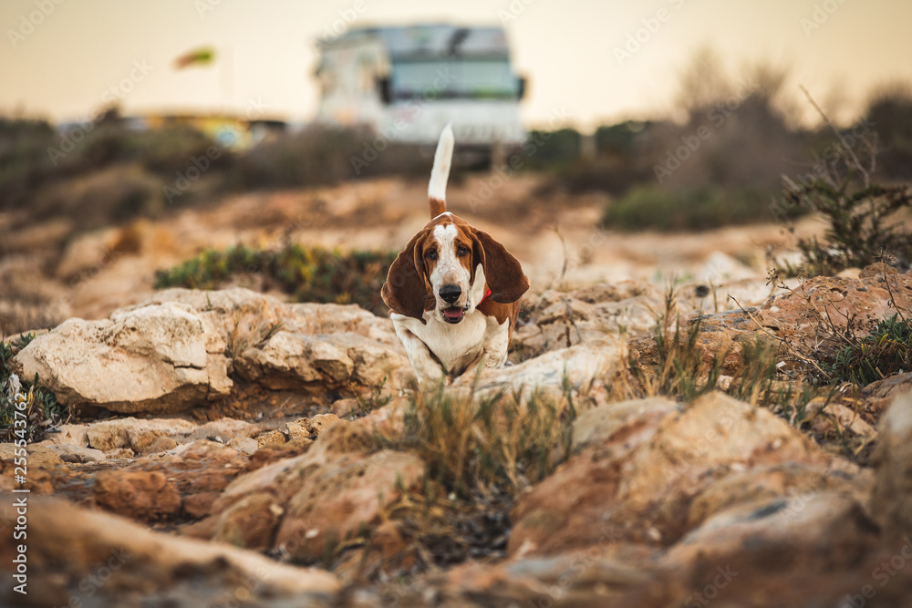 Brown and white basset hound puppy sniffing on the beach. Cute sausage dog tracking hunting