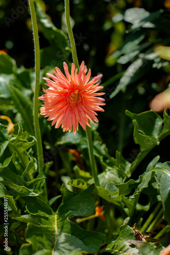 flower in the garden