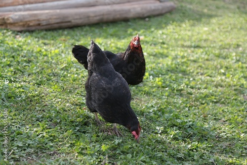 organic village chickens.artvin savat  photo