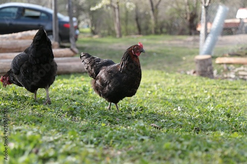 organic village chickens.artvin savat  photo