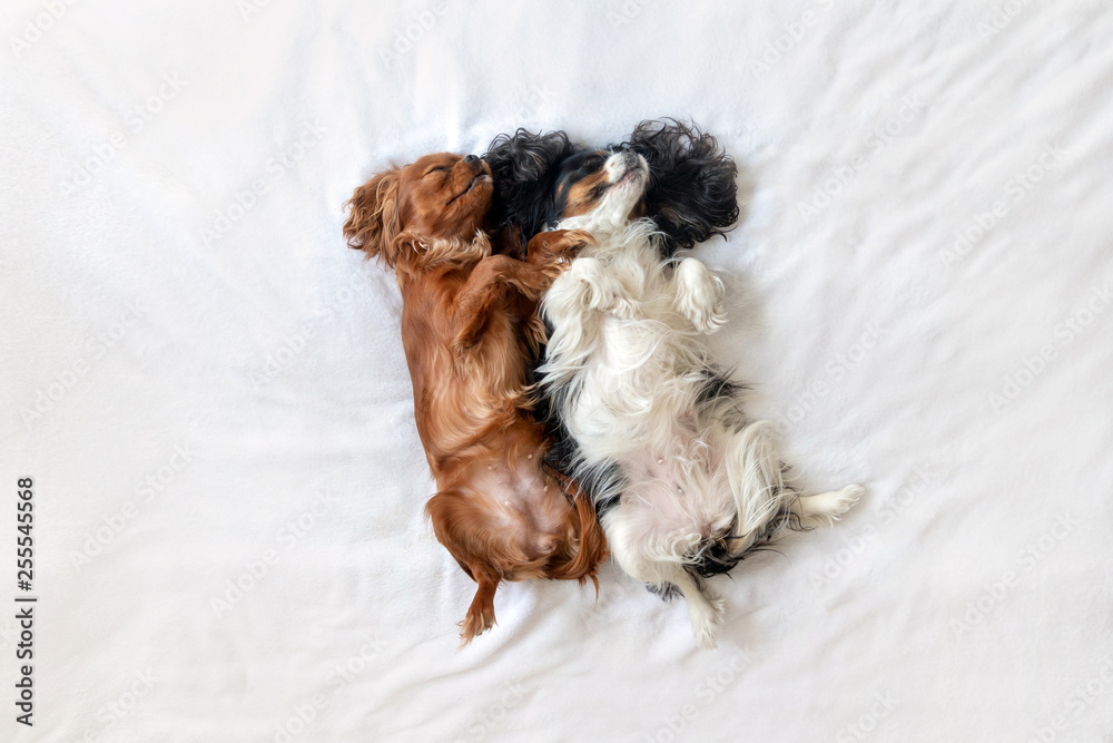 Fotografie Happy dogs in funny sleeping position