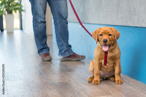 Labrador puppy with his owner on a leash at the reception of a modern veterinary practice