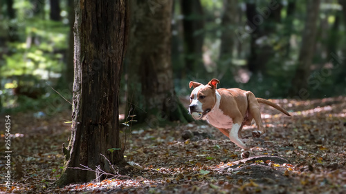 American Staffordshire Terrier puppy playing in forest.