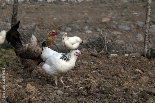 organic village chickens.artvin savat  photo