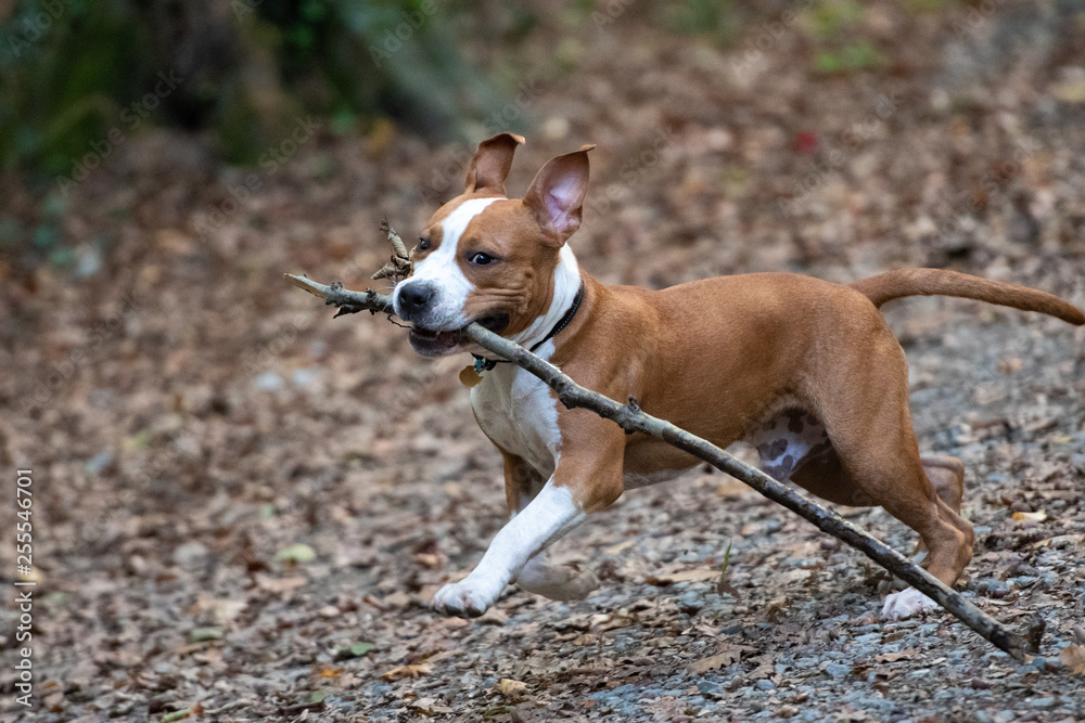 American Staffordshire Terrier puppy playing in forest.