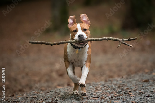 American Staffordshire Terrier puppy playing in forest.