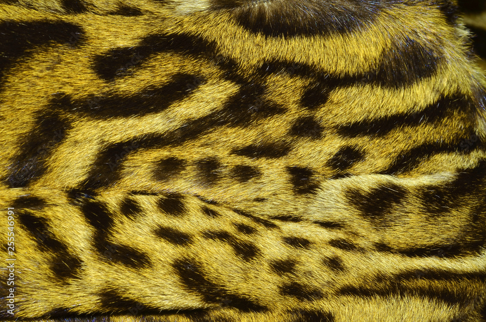bobcat fur background texture bobcat fur background texture