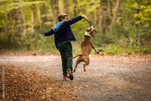 Canvas Print American Staffordshire Terrier puppy playing in forest with a child