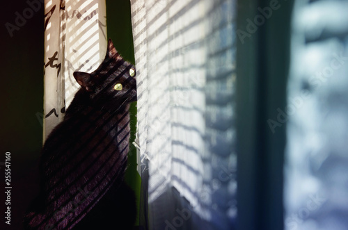 Black cat sitting on the windowsil and looking through the window. Cat portrait.