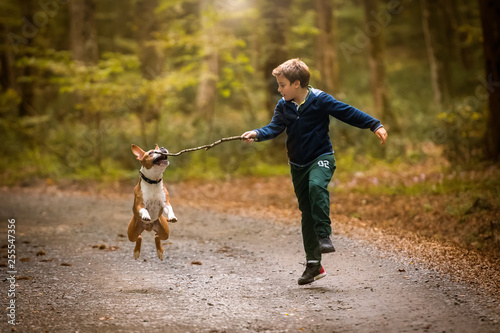 American Staffordshire Terrier puppy playing in forest with a child