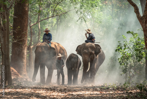 mahout with elephants © chachamp