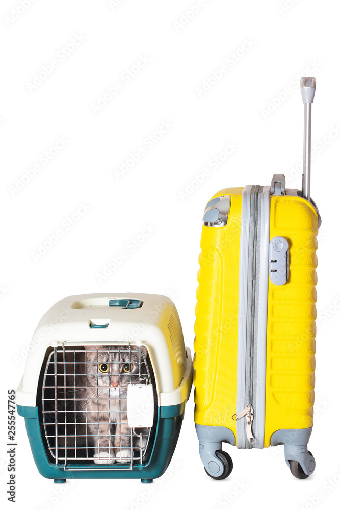 Fototapeta premium Cat in carrier next to yellow suitcase ready to travel isolated on white