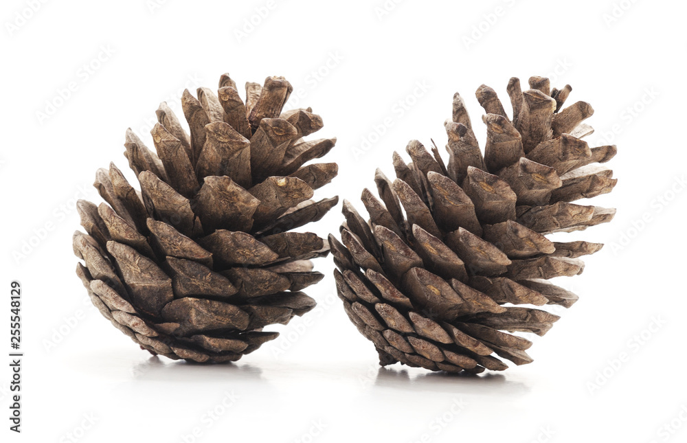 Fototapeta premium Two pine cones.