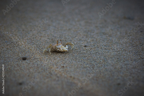 Crab on the beach