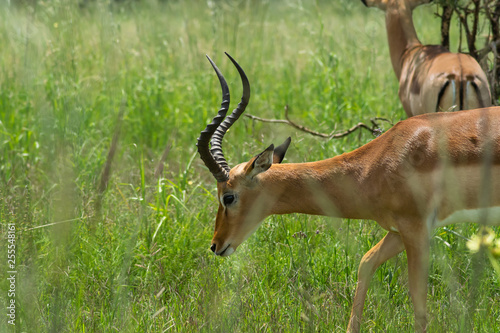 Impala eating grass from a field