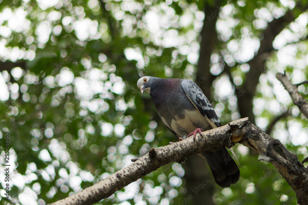 Pigeon sitting on the branch Pigeon sitting on the branch