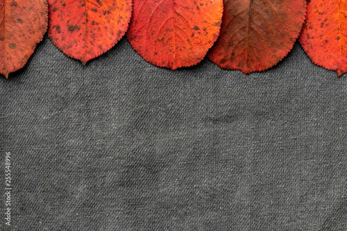dry red autumn leaves on gray background
