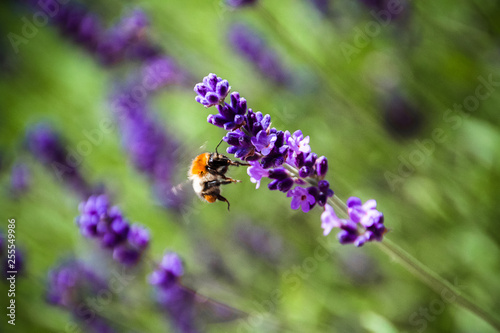 Fototapeta Naklejka Na Ścianę i Meble -  Biene im Anflug auf Lavendelblume