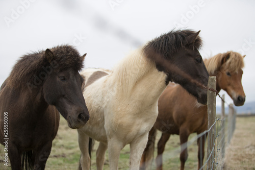 Island Pferde am Zaun