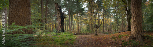 Forest Frederiksoord Netherlands. Panorama Sterrebos