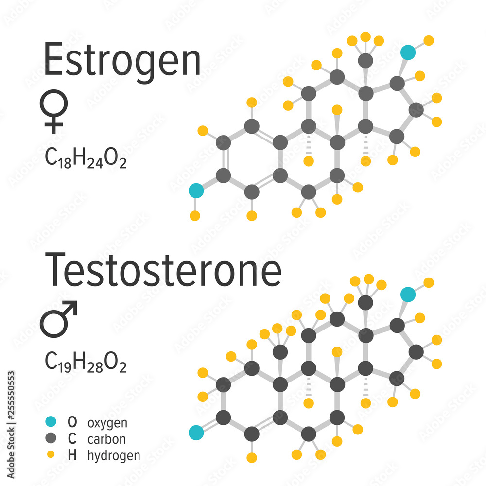 Estrogen and testosteron vector chemical formulas. Male and female steroid hormones. Chemical molecular model.